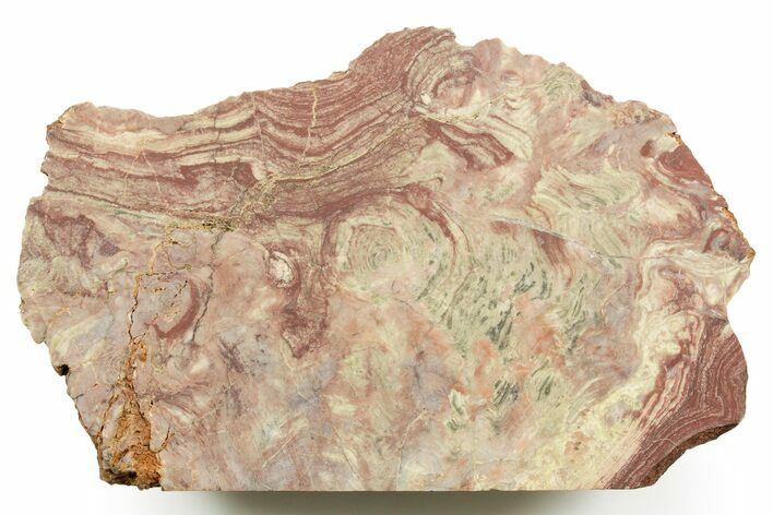 Polished Neoproterozoic Stromatolite (Conophyton) - Morocco #365855
